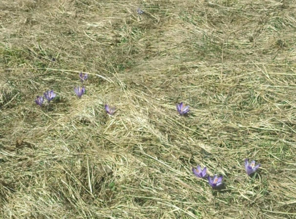 Penzion Pod Magurou Slovenská Ves Exterior foto